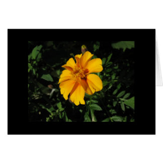 Huit pétales oranges