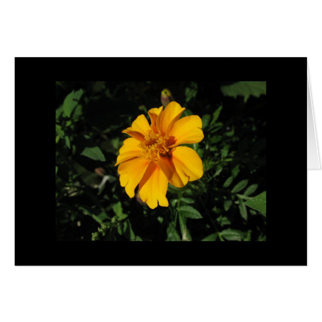 Huit pétales oranges (Devant Horizontal)