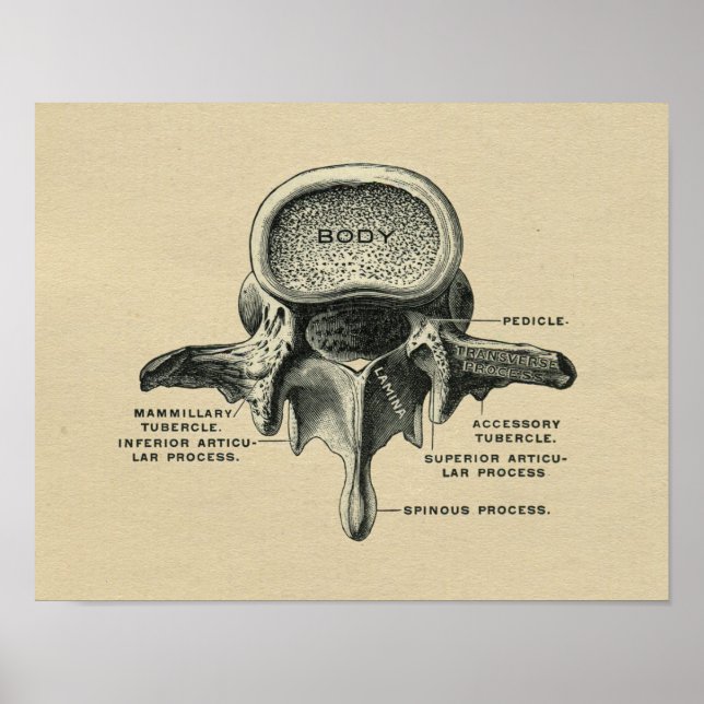 Humain Lumbar Vertebrae Anatomie 1902 Impression V (Devant)