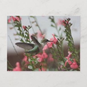 Hummer dans la carte postale Été II