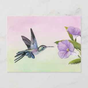 Hummingbird at Morning Glory bird art Carte postal