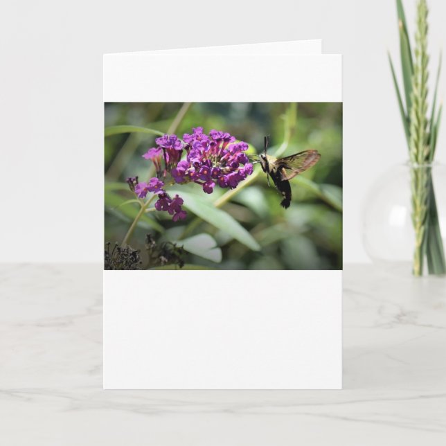 Hummingbird Moth, carte (Devant)