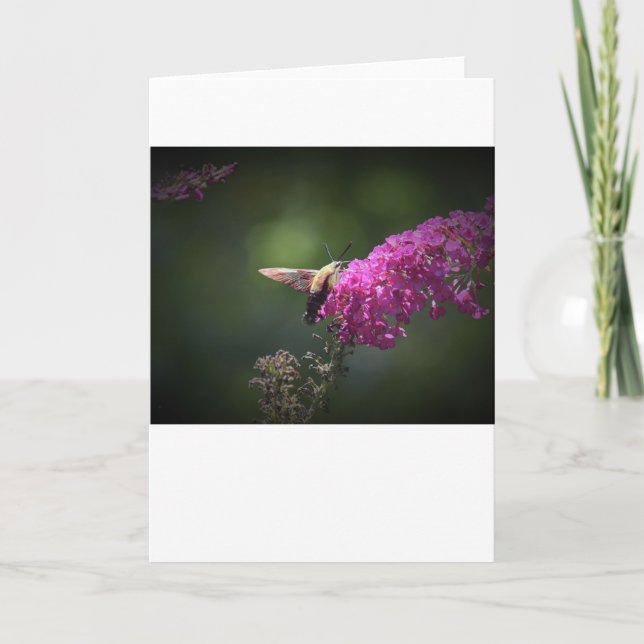 Hummingbird Moth, carte (Devant)