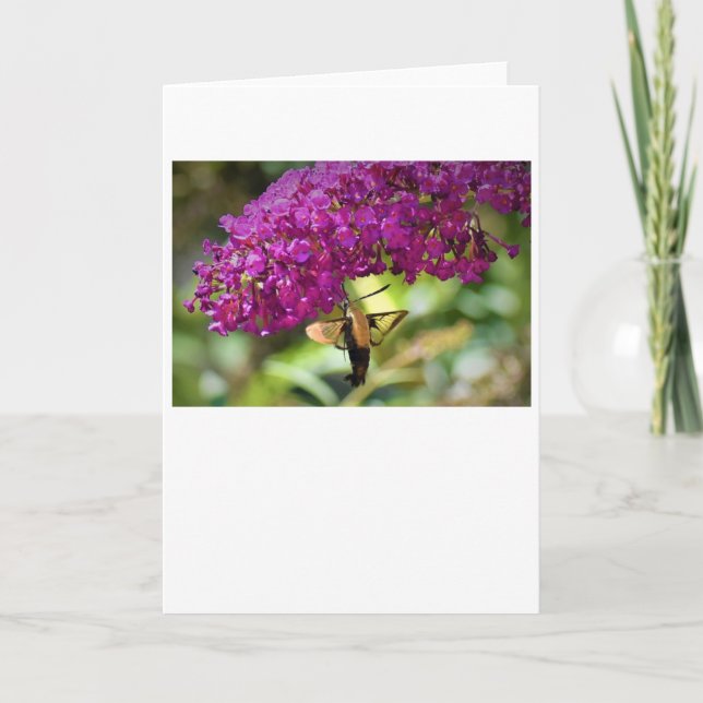 Hummingbird Moth, carte (Devant)