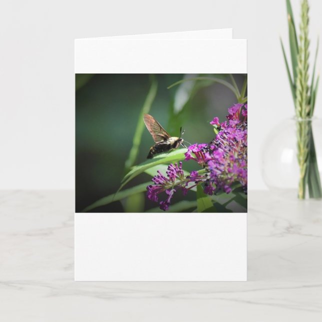 Hummingbird Moth, carte (Devant)