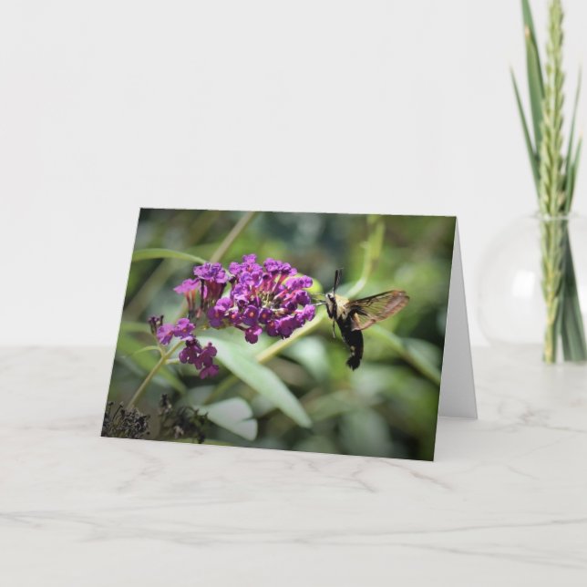 Hummingbird Moth, carte (Devant)