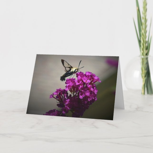 Hummingbird Moth, carte (Devant)