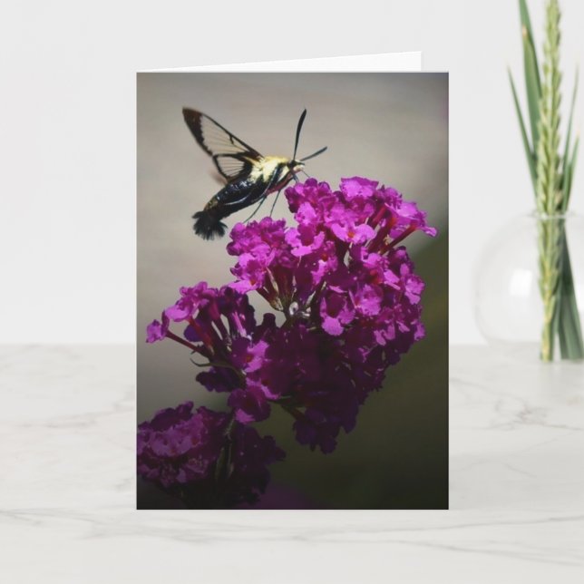Hummingbird Moth, carte (Devant)