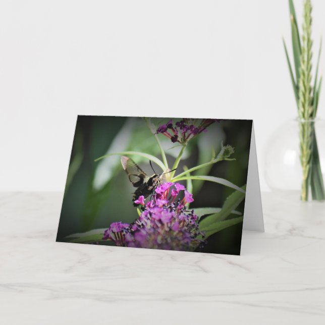 Hummingbird Moth, carte (Devant)