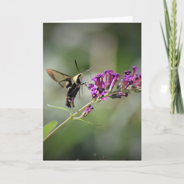 Hummingbird Moth, carte (Devant)