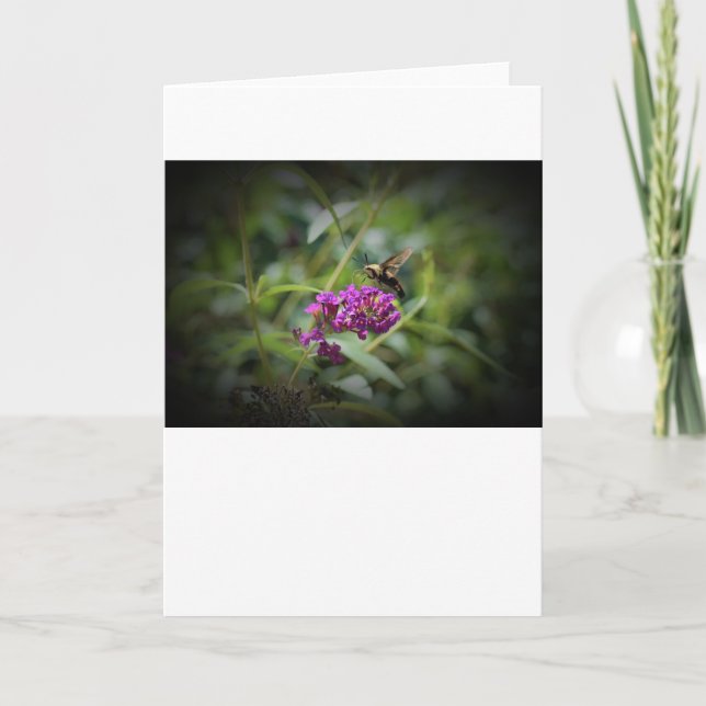 Hummingbird Moth, carte (Devant)