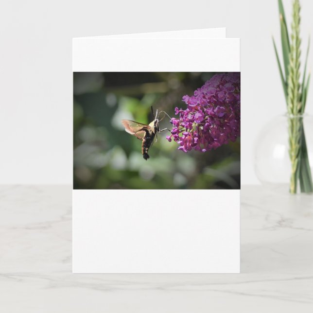 Hummingbird Moth, carte (Devant)