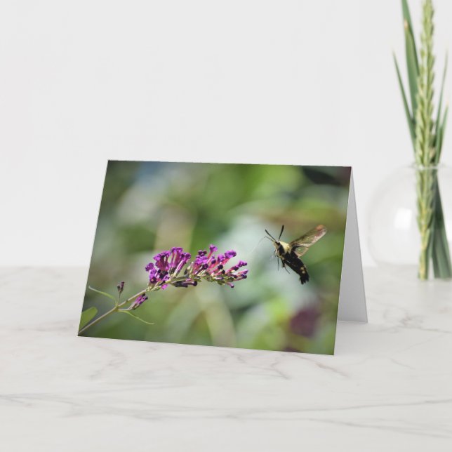 Hummingbird Moth, carte (Devant)