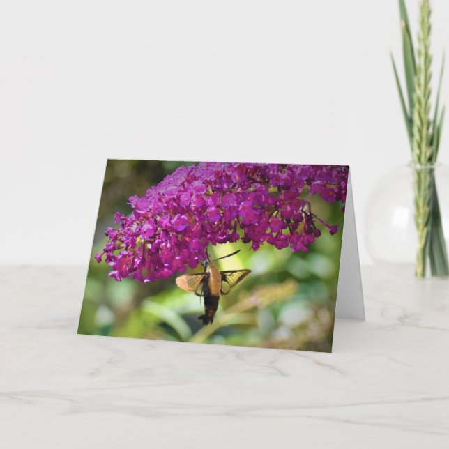 Hummingbird Moth, carte (Devant)