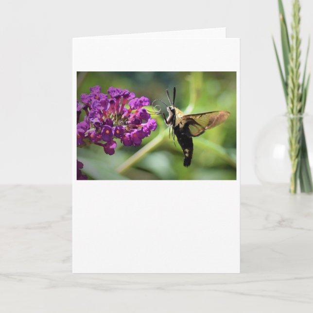 Hummingbird Moth, carte (Devant)