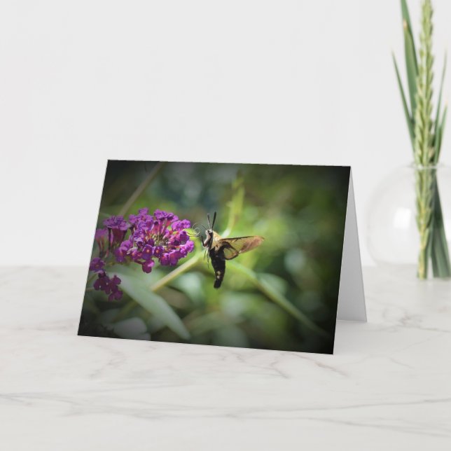 Hummingbird Moth, carte (Devant)