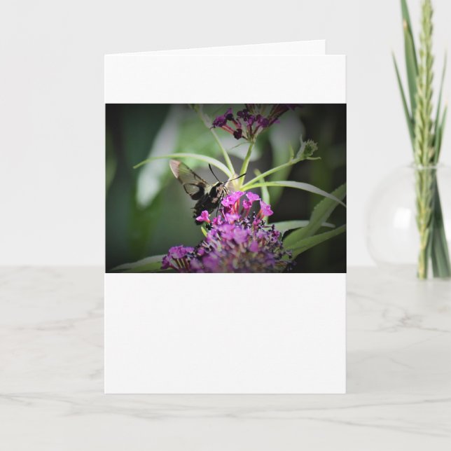 Hummingbird Moth, carte (Devant)