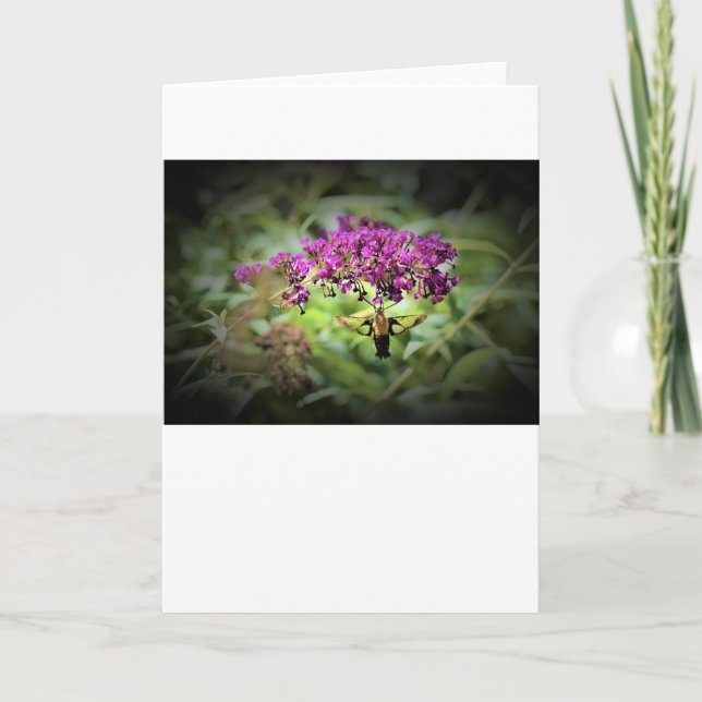 Hummingbird Moth, carte (Devant)