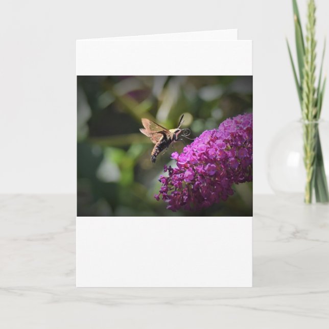 Hummingbird Moth, carte (Devant)