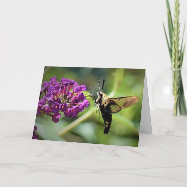Hummingbird Moth, carte (Devant)