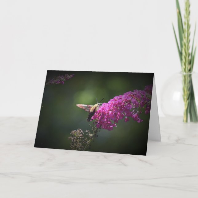Hummingbird Moth, carte (Devant)
