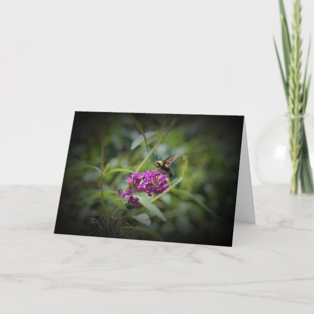 Hummingbird Moth, carte (Devant)