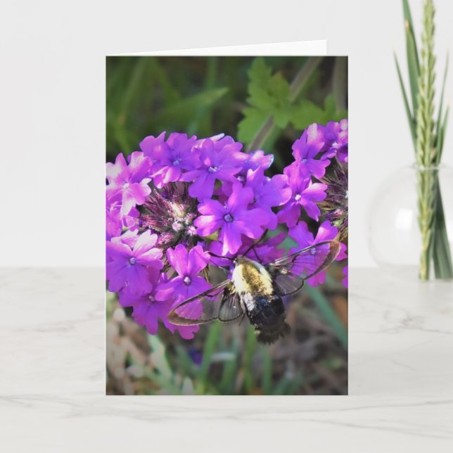Hummingbird Moth & Verbena, carte (Devant)