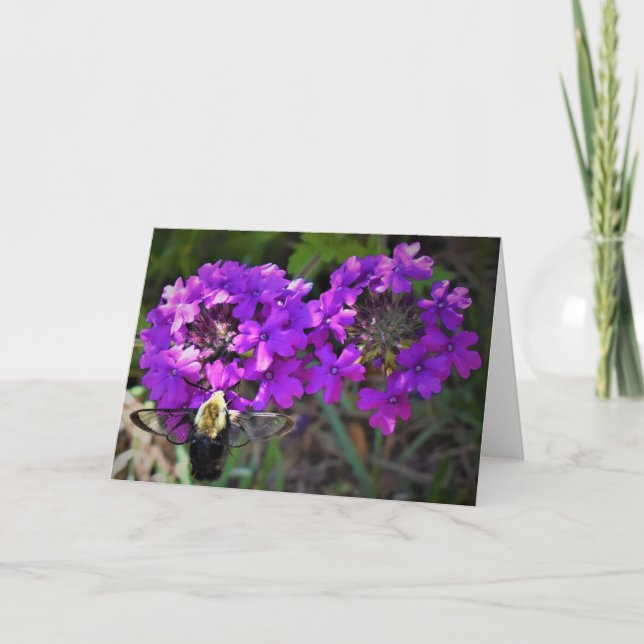 Hummingbird Moth & Verbena, carte (Devant)