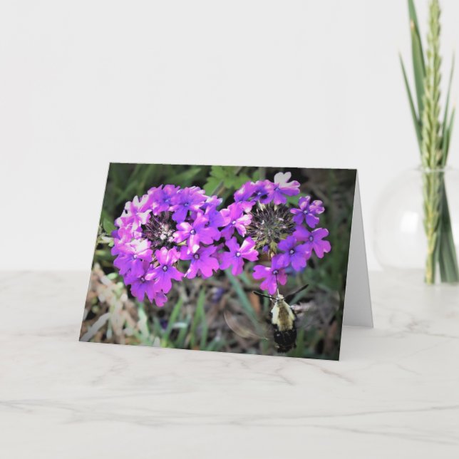 Hummingbird Moth & Verbena, carte (Devant)