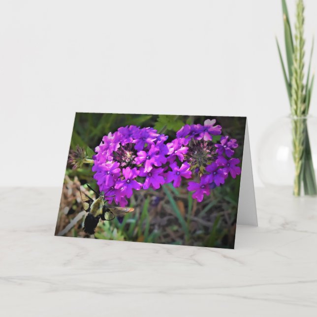 Hummingbird Moth & Verbena, carte (Devant)