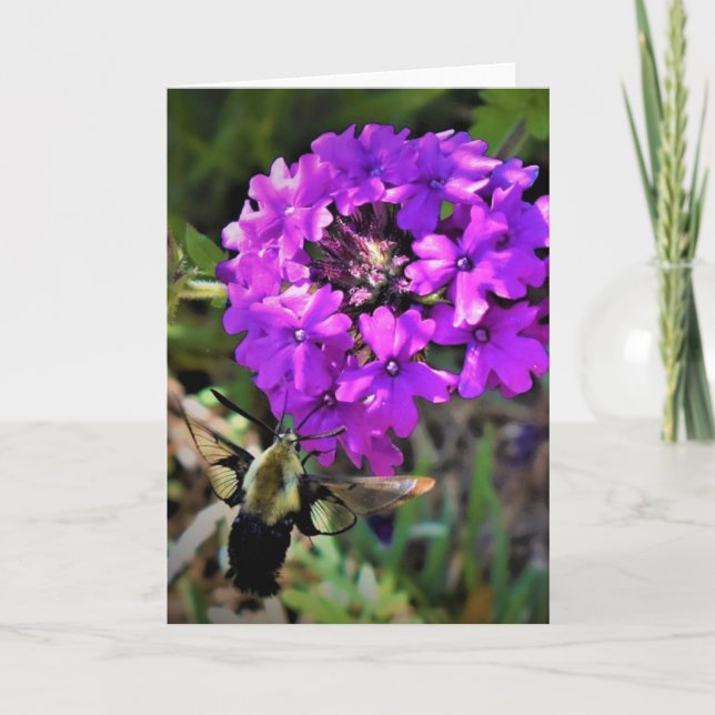 Hummingbird Moth & Verbena, carte (Devant)