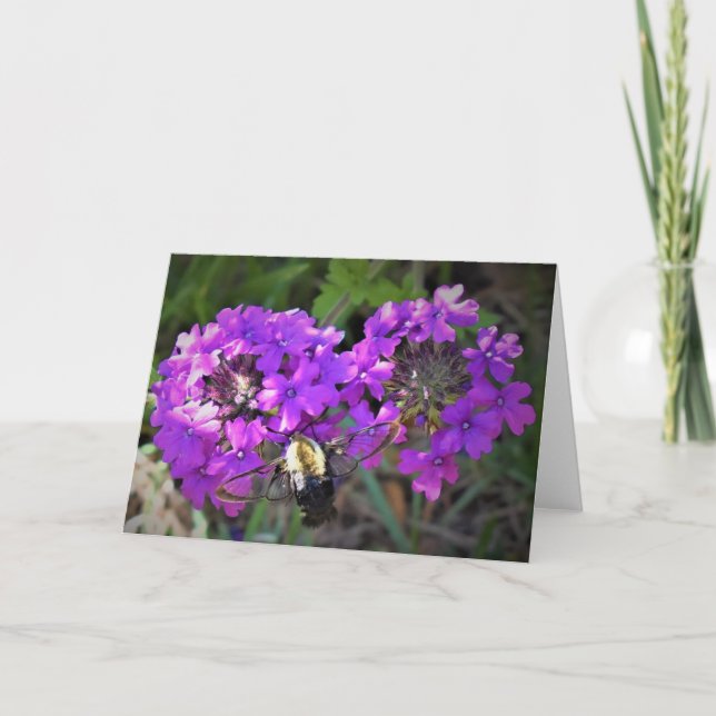 Hummingbird Moth & Verbena, carte (Devant)