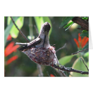 Hummingbird prépare son nid