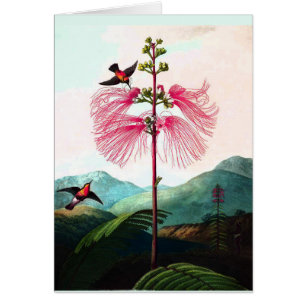 Hummingbirds mimosa arbre oiseau de fleur vintage