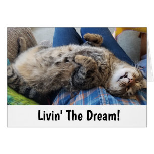 Humour de chat tigré de sommeil