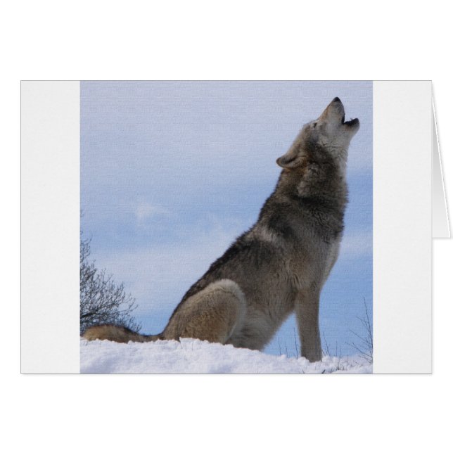 Hurlement de loup (Devant horizontal)