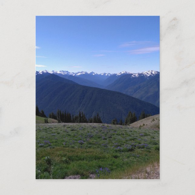 Hurricane Ridge - Carte postale du parc national o (Devant)
