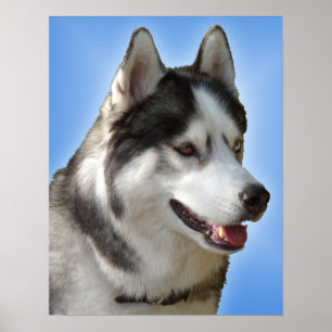 Husky Art Print Sled Dog Art Poster Husky Gifts
