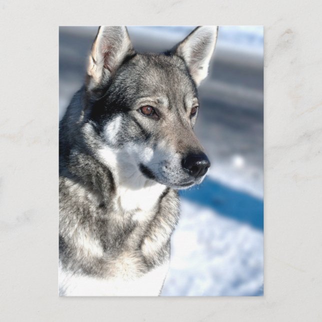 Husky dans Carte postale Neige (Devant)
