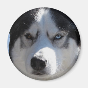 Husky Fridge Magnet Alaskan Sled Dog Magnet / Gift