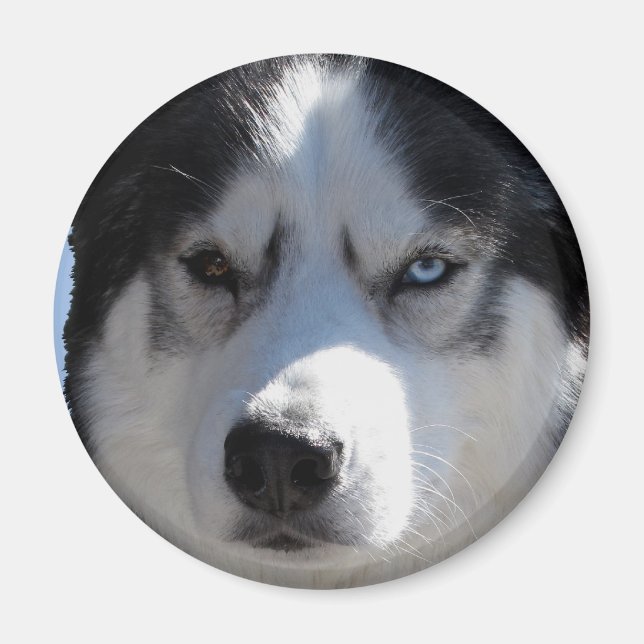 Husky Fridge Magnet Alaskan Sled Dog Magnet / Gift (Devant)