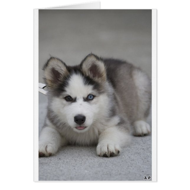 Husky Puppy (Devant)