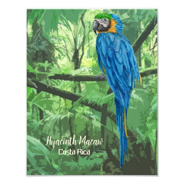 Hyacinth Macaw Costa Rica Design Poster (Devant)
