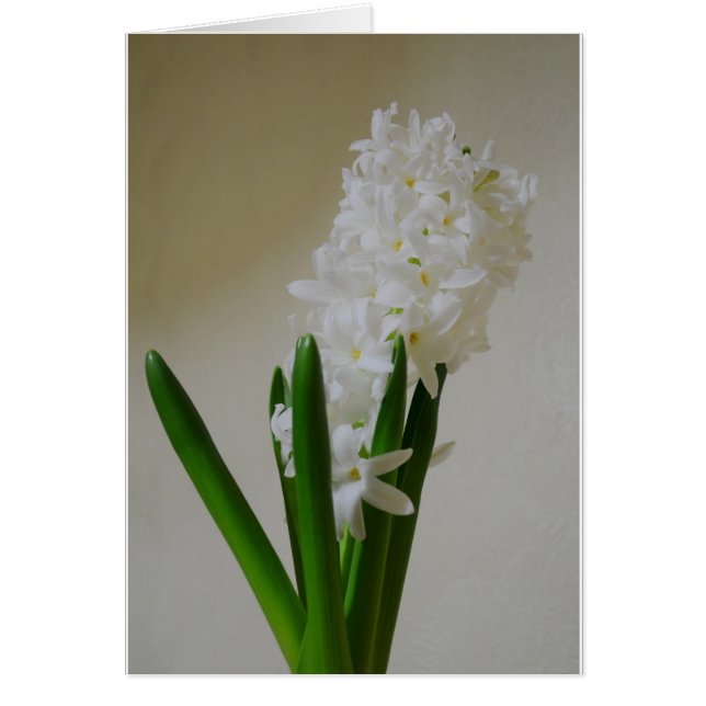Hyacinthe blanc. (Devant)