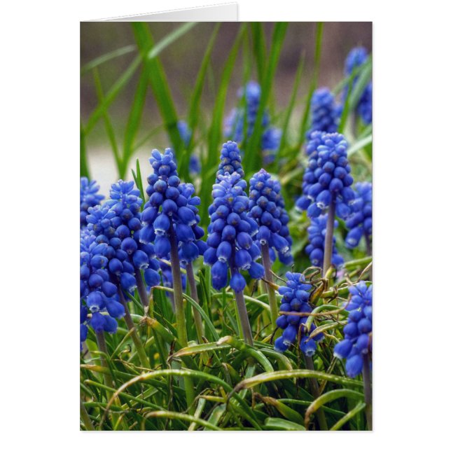 Hyacinthe de raisin (Devant)