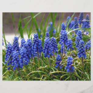 Hyacinthe de raisin