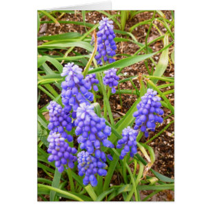 Hyacinthe de raisin