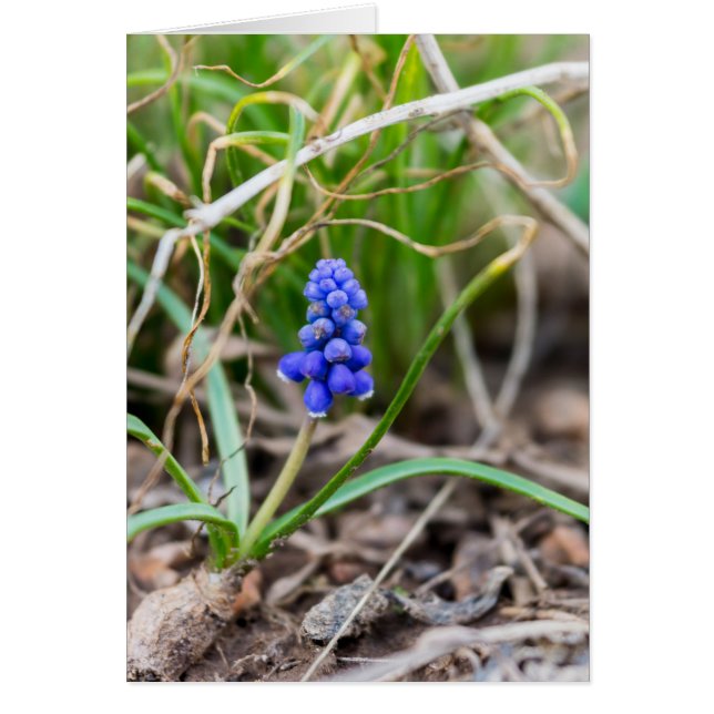 Hyacinthe du raisin solitaire (Devant)