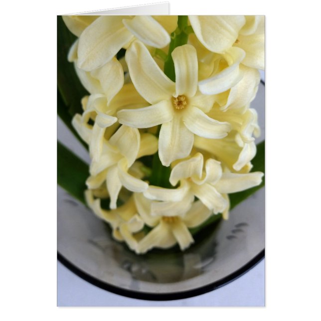 hyacinthe jaune (Devant)