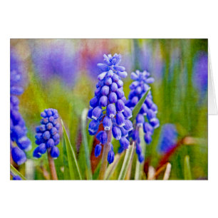 Hyacinthes de raisin